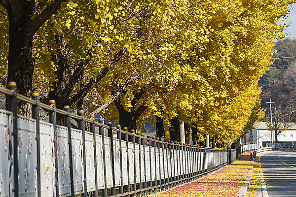 포토 JPG 주간 도로 사람없음 야외 가을풍경 가을 보행로 은행잎 은행나무 옥천 국내포토 자연요소 나무 계절 길 잎 교통시설 풍경 충청북도 파일형식 가을_계절