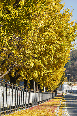 포토 JPG 주간 도로 사람없음 야외 가을풍경 가을 보행로 은행잎 은행나무 옥천 국내포토 자연요소 나무 계절 길 잎 교통시설 풍경 충청북도 파일형식 가을_계절