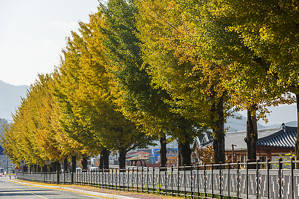 포토 JPG 주간 사람없음 야외 가을풍경 가을 보행로 은행잎 은행나무 옥천 국내포토 자연요소 나무 계절 길 잎 풍경 충청북도 파일형식 가을_계절