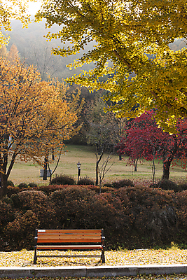 포토 자연요소 나무 계절 단풍 의자 풍경 충청북도 성지 제천 파일형식 가을_계절 단풍나무 은행나무 배론성지 벤치 야외 가을풍경 가을 JPG 주간 사람없음 국내포토