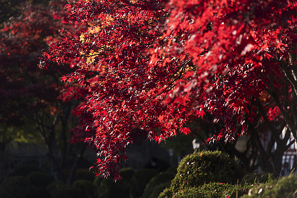 포토 JPG 주간 단풍 단풍나무 사람없음 야외 가을풍경 가을 제천 배론성지 국내포토 자연요소 나무 계절 잎 풍경 충청북도 성지 파일형식 가을_계절