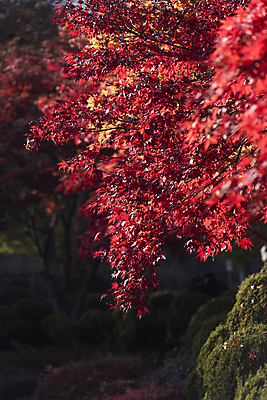 포토 JPG 주간 단풍 단풍나무 사람없음 야외 가을풍경 가을 소프트포커스 제천 배론성지 국내포토 자연요소 나무 계절 잎 촬영기법 풍경 충청북도 성지 파일형식 가을_계절