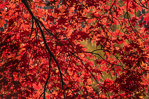 포토 JPG 주간 단풍 사람없음 야외 빨간색 가을풍경 가을 나뭇가지 국내포토 자연요소 나무 계절 컬러 잎 풍경 파일형식 가을_계절