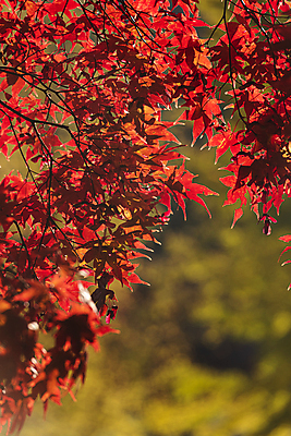 포토 JPG 주간 단풍 사람없음 야외 아웃포커스 가을풍경 가을 국내포토 자연요소 계절 잎 촬영기법 풍경 파일형식 가을_계절