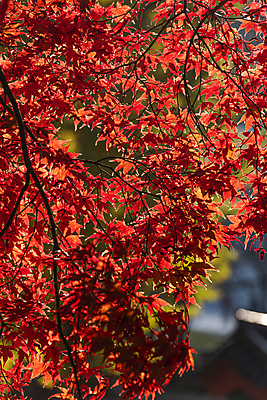 포토 JPG 주간 단풍 사람없음 야외 아웃포커스 가을풍경 가을 국내포토 자연요소 계절 잎 촬영기법 풍경 파일형식 가을_계절