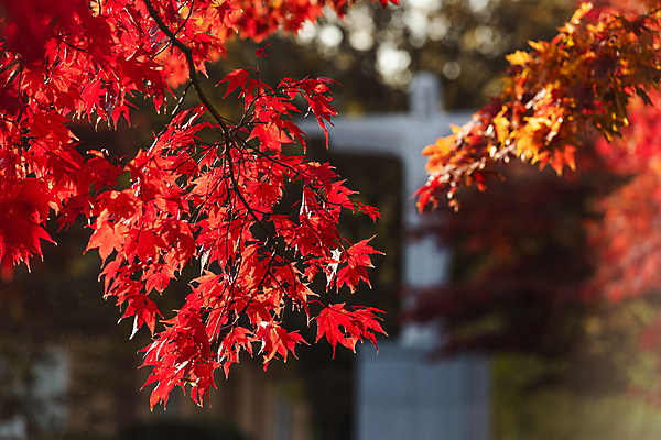 포토 JPG 주간 단풍 사람없음 야외 아웃포커스 가을풍경 가을 보케 제천 배론성지 국내포토 자연요소 계절 잎 촬영기법 풍경 충청북도 성지 파일형식 가을_계절