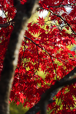 포토 JPG 주간 단풍 단풍나무 사람없음 야외 아웃포커스 가을풍경 가을 나뭇가지 소프트포커스 국내포토 자연요소 나무 계절 잎 촬영기법 풍경 파일형식 가을_계절