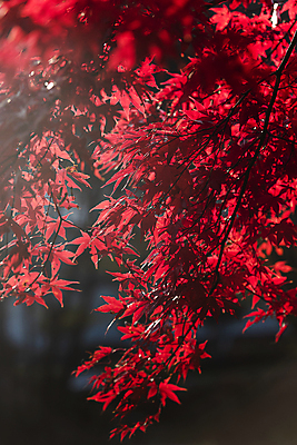 포토 JPG 주간 단풍 사람없음 야외 아웃포커스 가을풍경 가을 소프트포커스 국내포토 자연요소 계절 잎 촬영기법 풍경 파일형식 가을_계절