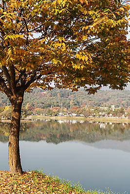 포토 JPG 주간 호수 낙엽 단풍나무 사람없음 야외 반사 가을풍경 가을 의림지 제천 국내포토 자연요소 나무 계절 단풍 잎 풍경 저수지 충청북도 파일형식 제천10경 가을_계절