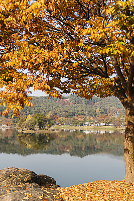 포토 JPG 주간 호수 단풍나무 사람없음 야외 반사 가을풍경 가을 의림지 제천 국내포토 자연요소 나무 계절 단풍 풍경 저수지 충청북도 파일형식 제천10경 가을_계절