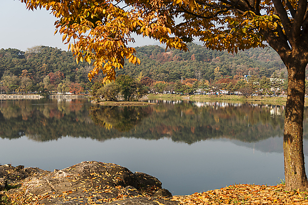 포토 JPG 주간 호수 낙엽 단풍나무 사람없음 야외 반사 가을풍경 가을 의림지 제천 국내포토 자연요소 나무 계절 단풍 잎 풍경 저수지 충청북도 파일형식 제천10경 가을_계절