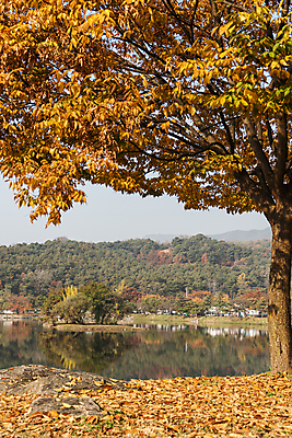포토 JPG 주간 호수 낙엽 단풍나무 사람없음 야외 반사 가을풍경 가을 의림지 제천 국내포토 자연요소 나무 계절 단풍 잎 풍경 저수지 충청북도 파일형식 제천10경 가을_계절