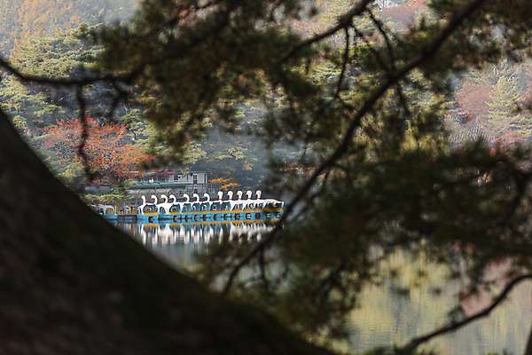 포토 JPG 주간 사람없음 야외 가을풍경 가을 소프트포커스 일렬 오리배 의림지 제천 국내포토 자연요소 계절 촬영기법 풍경 저수지 충청북도 파일형식 제천10경 가을_계절