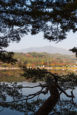 포토 JPG 주간 호수 산 사람없음 야외 반사 가을풍경 가을 소나무 의림지 제천 국내포토 자연요소 나무 계절 풍경 저수지 충청북도 파일형식 제천10경 가을_계절