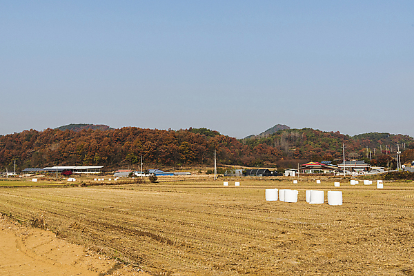 포토 JPG 주간 밭 하늘 산 논 사람없음 야외 가을풍경 가을 농촌 시골 제천 곤포사일리지 국내포토 자연요소 계절 농업 풍경 충청북도 파일형식 가을_계절