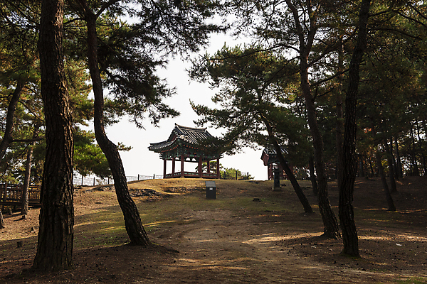 포토 JPG 주간 사람없음 야외 가을풍경 가을 소나무 정자 숲길 명승지 원호유허비및관란정 제천10경 국내포토 자연요소 나무 건축물 계절 길 풍경 문화재 사당 제천 파일형식 가을_계절