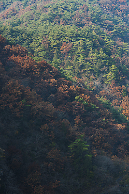 포토 JPG 주간 자연 산 사람없음 야외 가을풍경 가을 영월 울창 국내포토 자연요소 계절 풍경 생태계 강원도 파일형식 가을_계절