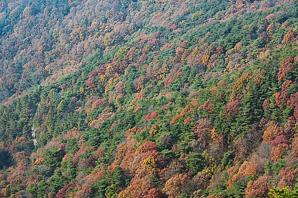 포토 JPG 주간 나무 자연 산 사람없음 야외 가을풍경 가을 울창 제천 국내포토 자연요소 식물 계절 풍경 생태계 충청북도 파일형식 가을_계절