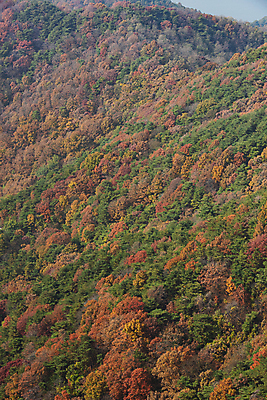 포토 JPG 주간 나무 자연 산 사람없음 야외 가을풍경 가을 울창 제천 국내포토 자연요소 식물 계절 풍경 생태계 충청북도 파일형식 가을_계절