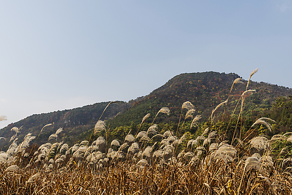 포토 JPG 주간 자연 하늘 산 사람없음 야외 가을풍경 가을 억새 억새밭 제천 옥순봉생태공원 국내포토 자연요소 식물 계절 풍경 생태계 충청북도 파일형식 가을_계절