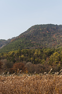 포토 JPG 주간 자연 하늘 산 사람없음 야외 가을풍경 가을 억새 억새밭 제천 옥순봉생태공원 국내포토 자연요소 식물 계절 풍경 생태계 충청북도 파일형식 가을_계절