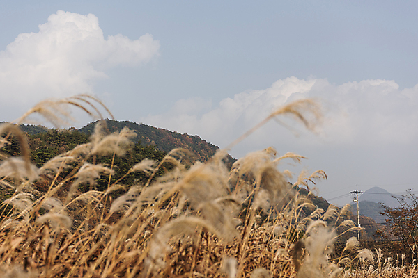 포토 JPG 주간 구름 자연 하늘 산 사람없음 야외 가을풍경 가을 소프트포커스 억새 억새밭 제천 옥순봉생태공원 국내포토 자연요소 식물 계절 촬영기법 풍경 생태계 충청북도 파일형식 가을_계절