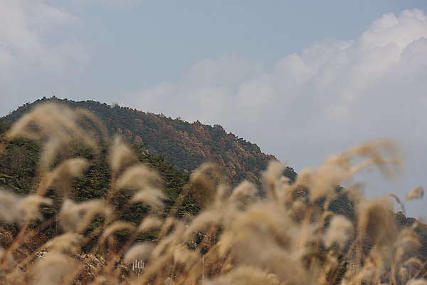 포토 JPG 주간 구름 자연 하늘 산 사람없음 야외 가을풍경 가을 소프트포커스 억새 억새밭 제천 옥순봉생태공원 국내포토 자연요소 식물 계절 촬영기법 풍경 생태계 충청북도 파일형식 가을_계절