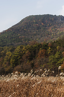 포토 JPG 주간 자연 하늘 산 사람없음 야외 가을풍경 가을 억새 억새밭 제천 옥순봉생태공원 국내포토 자연요소 식물 계절 풍경 생태계 충청북도 파일형식 가을_계절
