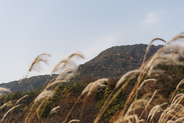 포토 JPG 주간 자연 하늘 산 사람없음 야외 가을풍경 가을 소프트포커스 억새 제천 옥순봉생태공원 국내포토 자연요소 식물 계절 촬영기법 풍경 생태계 충청북도 파일형식 가을_계절