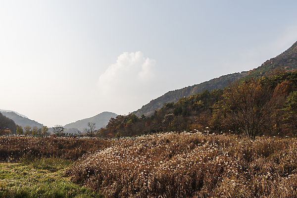포토 JPG 주간 구름 자연 하늘 산 사람없음 야외 가을풍경 가을 억새 억새밭 제천 옥순봉생태공원 국내포토 자연요소 식물 계절 풍경 생태계 충청북도 파일형식 가을_계절