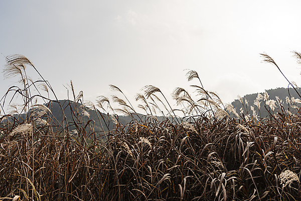 포토 JPG 주간 자연 하늘 사람없음 야외 가을풍경 가을 억새 억새밭 제천 옥순봉생태공원 국내포토 자연요소 식물 계절 풍경 생태계 충청북도 파일형식 가을_계절