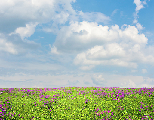 PSD 구름 편집 편집이미지 자연 하늘 풍경 잔디 초원 사람없음 3D 들꽃 풀 디지털합성 편집소스 이미지편집 편집3D 자연요소 식물 꽃 생태계 파일형식