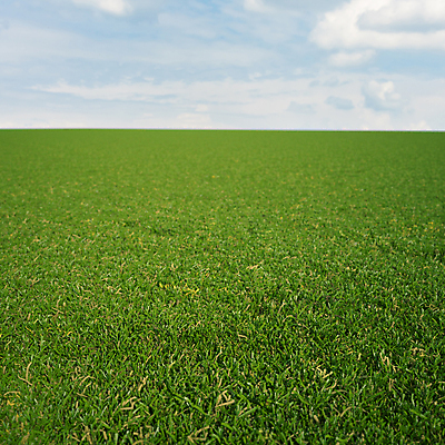 PSD 구름 편집 편집이미지 자연 하늘 풍경 잔디 초원 사람없음 3D 풀 디지털합성 지평선 편집소스 이미지편집 편집3D 자연요소 식물 생태계 파일형식