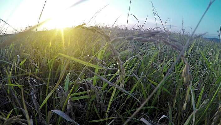 식물 계절 남자 백그라운드 밭 농업 비즈니스 자연 건조 씨앗 풍경 사람없음 야외 여름 경제 농작물 태양 농장 마을 일출 맑음 일몰 흙 자유 수확 가을 시골 업무 농부 낟알 땅 밀 에코 유기농 보리 밀가루 지역 밀짚 8월 내추럴 밭일 생태학 호밀 4K MP4 해외동영상 클립영상 자연요소 직업 웰빙 교육 산업 컨셉 날씨 곡류 사람 노을 환경 작업 날짜 짚 가루 생태계 동영상 파일형식