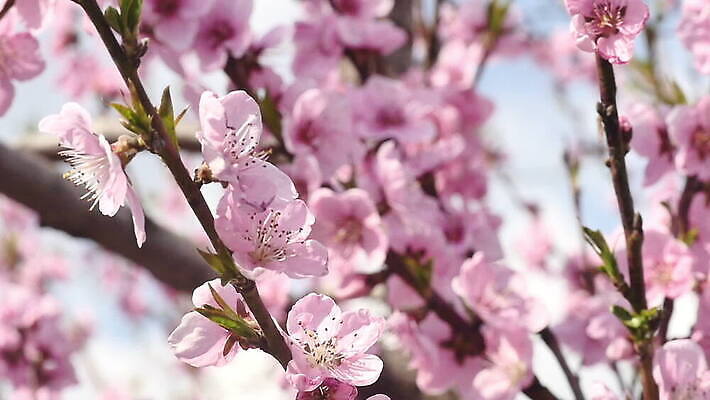 나무 식물 계절 꽃잎 꽃 분홍색 컬러 백그라운드 잎 꽃무늬 자연 하늘 사람없음 야외 초록색 여름 정원 일본 봄 성장 벚꽃 흰색 나뭇가지 신선 개화 체리 벌 묘사 내추럴 MOV 해외동영상 슬로모션 클립영상 아시아 곤충 무늬 과일 촬영기법 생태계 동영상 파일형식