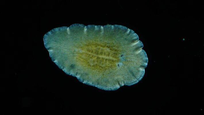 동물 야생동물 바다 자연 무척추동물 현미경 사람없음 물 환경 바닷속 수중 플랫 벌레 불안 생태계 생물학 수족관 시스템 동물상 생태학 소금물 4K 저서생물 MP4 해외동영상 클립영상 자연요소 교육 감정 곤충 생물 실험기구 조형물 동영상 파일형식