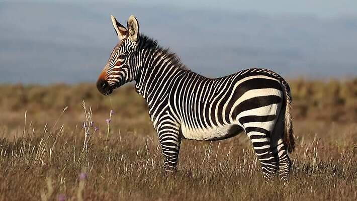 동물 야생동물 포유류 모션 아프리카 자연 국립공원 종류 서기 사람없음 야외 줄무늬 황무지 보호 사파리 클립 얼룩말 멸종 서식지 동영상 남쪽 내추럴 남아프리카 생태학 HD MOV 해외동영상 클립영상 공원 교육 나라 컨셉 무늬 말_동물 방향 생태계 파일형식