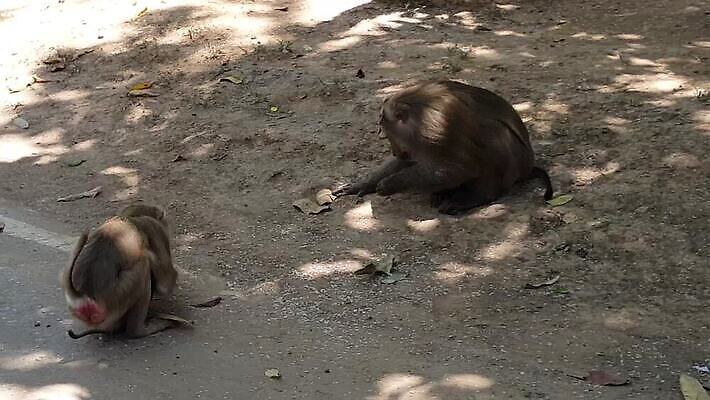 나무 동물 아시아 종교 문화 여행 건축양식 포유류 밥 씨앗 사람없음 건물 파란색 침묵 일몰 흰색 원숭이 아기 잡기 황금 먹기 장면 네팔 사리탑 카트만두 MOV 해외동영상 클립영상 식물 건축물 건축 나라 음식 컬러 모션 사람 노을 탑 소리 동영상 파일형식