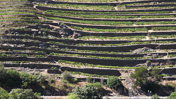유럽 벽 여행 밭 농업 자연 경사 사람없음 야외 초록색 강 농장 와인 계곡 시골 보행로 크루즈 포르투갈 묘사 언덕 포도밭 포도나무 포트 계단식 추적 도루강 양조장 옛날 4K MOV 해외동영상 클립영상 나라 산업 길 컬러 배_교통 모션 주류 과일나무 생태계 동영상 파일형식