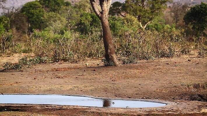 동물 여자 야생동물 새끼 2 포유류 아프리카 자연 엄마 국립공원 사람없음 마시기 황무지 보호 사파리 코뿔소 서식지 송아지 남아프리카 보츠와나 보호구역 크루거 MOV 해외동영상 클립영상 멸종위기종 공원 나라 컨셉 가족 모션 사람 소 생태계 동영상 남아프리카공화국 구역 파일형식