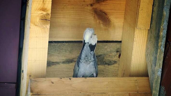 동물 유럽 야생동물 백그라운드 자연 조류 사람없음 옆모습 사무실 환경 검은색 회색 흰색 닫기 깃털 만족 비둘기 부리 A 포인트 고립 동물상 서쪽 유일 유라시아 4K MP4 해외동영상 클립영상 알파벳 감정 나라 아시아 뷰포인트 컬러 비즈니스 모션 금융 조형물 방향 생태계 동영상 파일형식