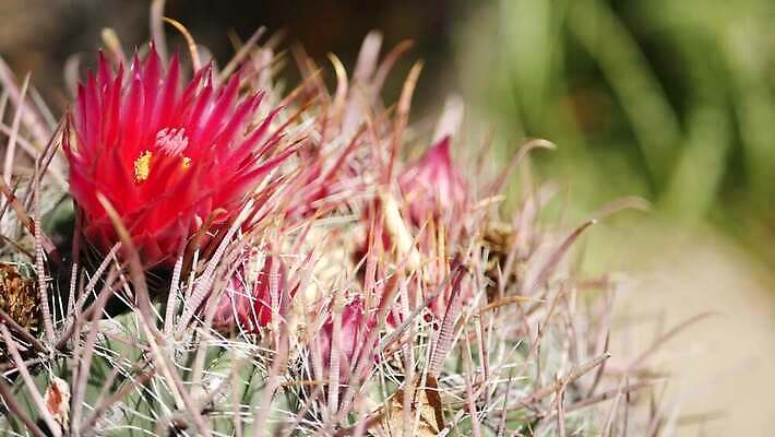 식물 꽃 화초 백그라운드 선인장 사람없음 장식 초록색 정원 미국 사막 가시 닫기 캘리포니아 철조망 상록수 애리조나 내추럴 다육식물 오리지널 이국적 특별함 카피스페이스 그리너리 세련 4K 건조기후 MP4 해외동영상 클립영상 컬러 컨셉 북아메리카 모션 공백 동영상 파일형식 트랜드컬러