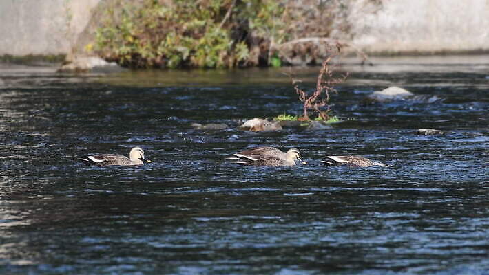 동물 유럽 호수 야생동물 백그라운드 가족 자연 조류 오리 한국 3 서기 사람없음 야외 초록색 물 파란색 강 검은색 수영 흐름 연못 4 닫기 청소 깃털 속도 부리 태평양 물새 내추럴 서쪽 현재 4K MOV 해외동영상 클립영상 자연요소 나라 아시아 바다 컬러 컨셉 관계 모션 숫자 수상스포츠 방향 생태계 동영상 파일형식