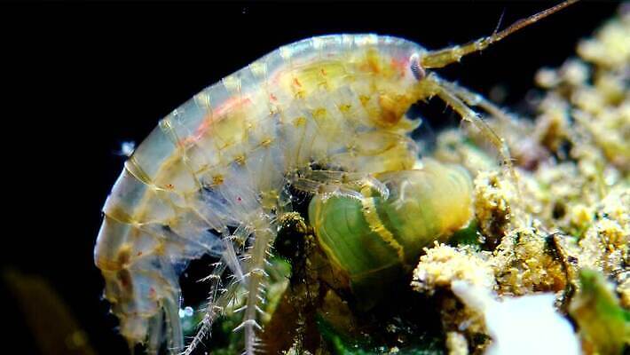 동물 야생동물 바다 절지류 새우 생물 무척추동물 갑각류 사람없음 환경 바닷속 수중 게 가재 지중해 생태계 생물학 젤리 암 해파리 해마 발톱 생태학 소금물 이국적 침범 4K 수중영상 MP4 해외동영상 클립영상 교육 발 디저트 바다동물 자포동물 질병 동영상 파일형식