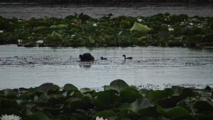 동물 유럽 호수 야생동물 바다 자연 조류 덴마크 사람없음 야외 빨간색 물 뷰티 반사 검은색 봄 잠수부 서식지 다뉴브강 동물상 4K MP4 해외동영상 클립영상 자연요소 계절 나라 컬러 북유럽 조형물 전문직 생태계 동영상 파일형식