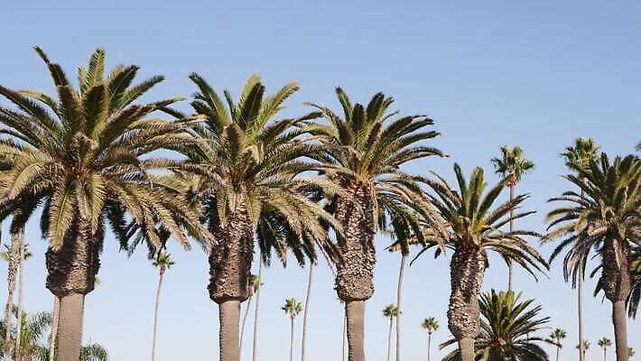 디자인 상징 로우앵글 여행 백그라운드 하늘 휴가 왕관 사람없음 여름 야자수 햇빛 뷰티 맑음 미국 꿈 자유 분위기 질감 심플 캘리포니아 태평양 할리우드 로스앤젤레스 이국적 파라다이스 카피스페이스 미니멀 4K 산타모니카 MP4 해외동영상 클립영상 나무 계절 바다 뷰포인트 컨셉 북아메리카 날씨 태양 공백 동영상 파일형식