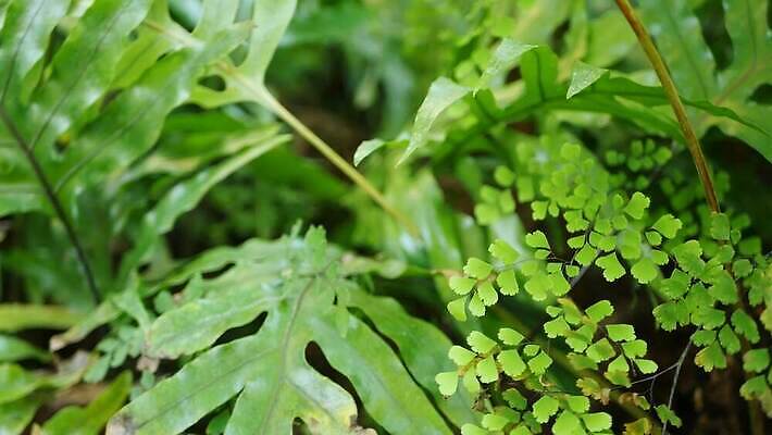 나무 식물 백그라운드 단풍 잎 아침 사람없음 초록색 빛 햇빛 맑음 미국 봄 신선 황무지 티켓 분위기 숲 열대우림 환경보전 에코 생태계 캘리포니아 내추럴 삼림지대 아열대 카피스페이스 그리너리 4K MP4 해외동영상 클립영상 주간 계절 컬러 컨셉 북아메리카 날씨 태양 환경 공백 사회이슈 동영상 파일형식 트랜드컬러