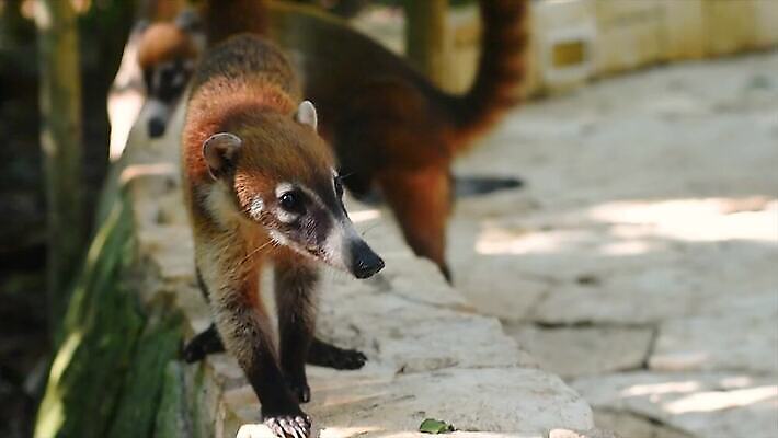 나무 동물 얼굴 야생동물 어린이 포유류 자연 털 동물원 사람없음 야외 갈색 환경 검은색 미국 군중 숲 열대우림 모피 코 꼬리 육식동물 새장 주둥이 남쪽 노려봄 돌봄 코스타리카 동정 자선단체 4K MP4 해외동영상 클립영상 식물 컬러 북아메리카 모션 표정 사람 신체부위 그룹 중앙아메리카 방향 생태계 동영상 자선 케이지 파일형식