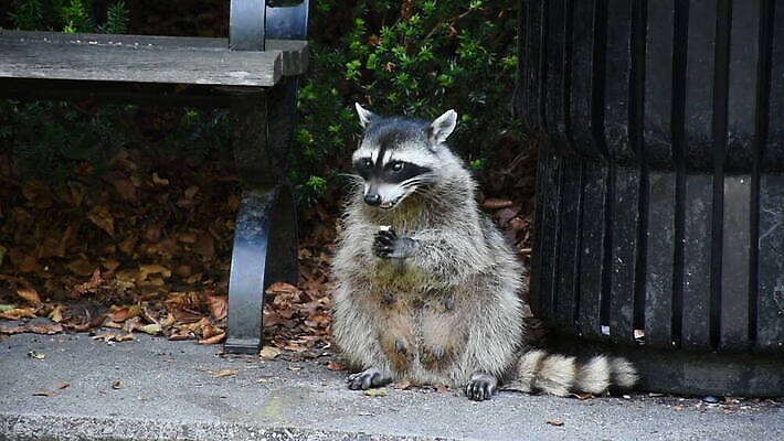 야생동물 캐나다 북아메리카 발 털 가면 사람없음 야외 손상 회색 반지 도시 해충 쓰레기 폐기물 먹기 호기심 꼬리 사냥 육식동물 올가미 낭비 벤쿠버 지능 MOV 해외동영상 클립영상 동물 감정 컬러 컨셉 장신구 모션 아메리카 신체부위 벌레 동영상 파일형식