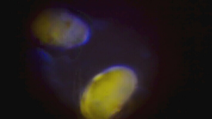 식물 동물 교육 과학 학교 자연 생물 세포 현미경 갑각류 어류 사람없음 물 연못 투명 오르간 실험실 작음 생물학 미생물 원시시대 동물상 미니 MOV 해외동영상 클립영상 자연요소 실험기구 실험 조형물 수중동물 역사 건반악기 크기 생태계 동영상 파일형식